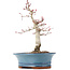 Acer palmatum Deshojo, 21 cm, ± 15 anni