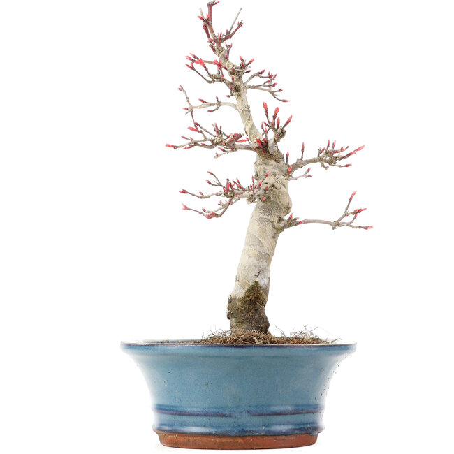 Acer palmatum Deshojo, 21 cm, ± 15 Jahre alt