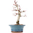 Acer palmatum Deshojo, 21 cm, ± 15 años