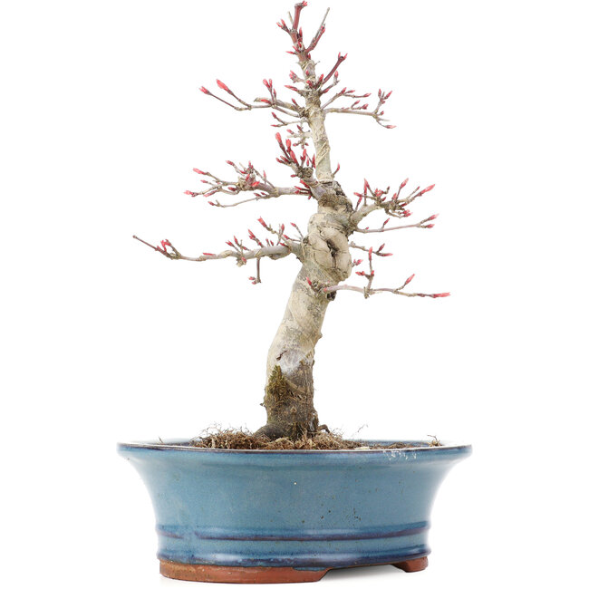 Acer palmatum Deshojo, 21 cm, ± 15 jaar oud