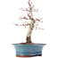 Acer palmatum Deshojo, 21 cm, ± 15 años