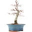 Acer palmatum Deshojo, 21 cm, ± 15 ans