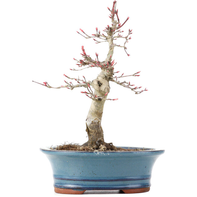 Acer palmatum Deshojo, 21 cm, ± 15 jaar oud