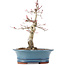 Acer palmatum Deshojo, 21 cm, ± 15 anni