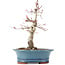 Acer palmatum Deshojo, 21 cm, ± 15 años