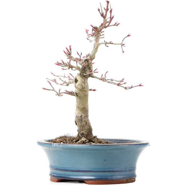 Acer palmatum Deshojo, 21 cm, ± 15 ans