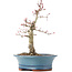 Acer palmatum Deshojo, 21 cm, ± 15 anni