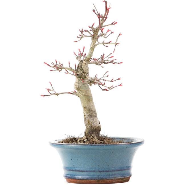 Acer palmatum Deshojo, 21 cm, ± 15 jaar oud