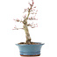 Acer palmatum Deshojo, 21 cm, ± 15 anni