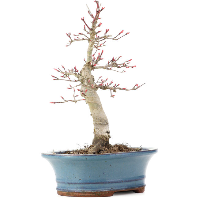 Acer palmatum Deshojo, 21 cm, ± 15 ans