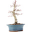 Acer palmatum Deshojo, 21 cm, ± 15 ans