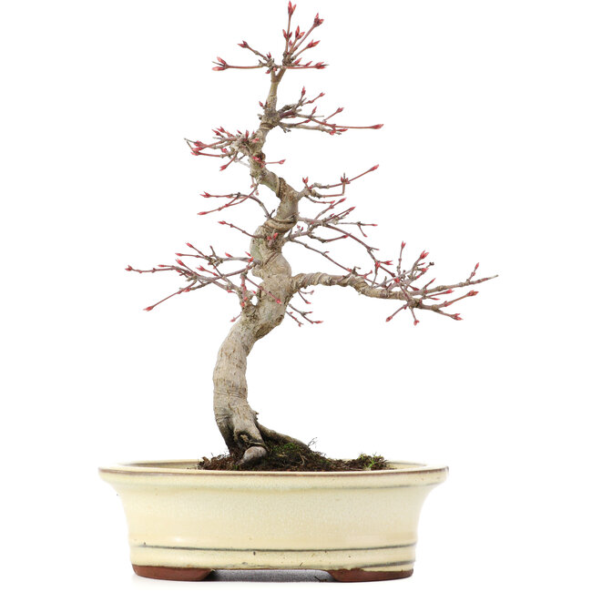 Acer palmatum Deshojo, 22 cm, ± 15 Jahre alt