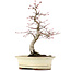 Acer palmatum Deshojo, 22 cm, ± 15 anni