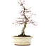 Acer palmatum Deshojo, 22 cm, ± 15 years old