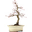 Acer palmatum Deshojo, 22 cm, ± 15 anni