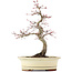 Acer palmatum Deshojo, 22 cm, ± 15 anni