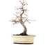 Acer palmatum Deshojo, 22 cm, ± 15 anni