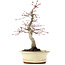 Acer palmatum Deshojo, 22 cm, ± 15 anni