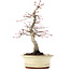 Acer palmatum Deshojo, 22 cm, ± 15 years old