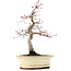 Acer palmatum Deshojo, 22 cm, ± 15 anni