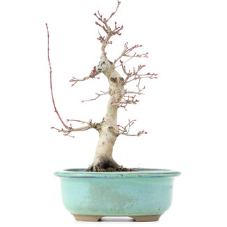 Acer palmatum Deshojo, 22 cm, ± 15 ans
