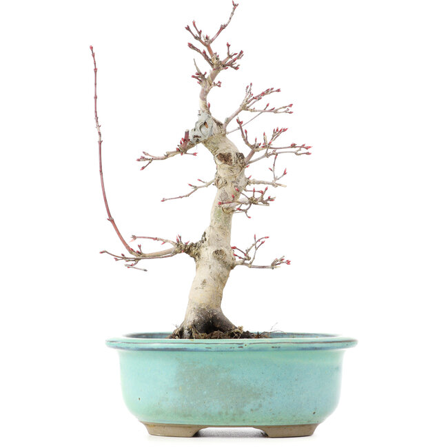 Acer palmatum Deshojo, 22 cm, ± 15 ans