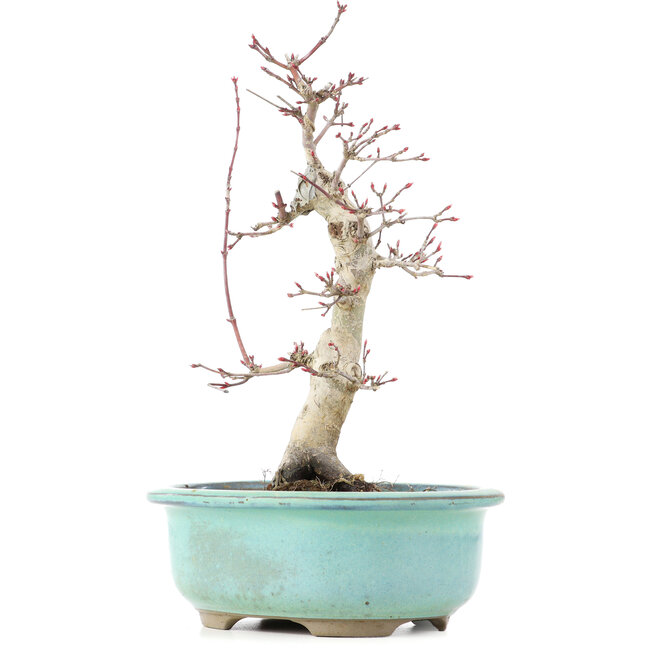 Acer palmatum Deshojo, 22 cm, ± 15 years old