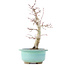 Acer palmatum Deshojo, 22 cm, ± 15 anni