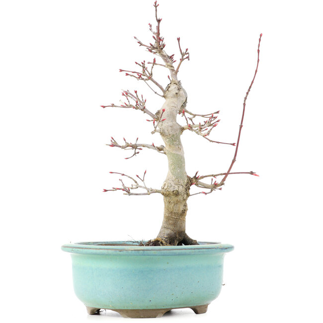 Acer palmatum Deshojo, 22 cm, ± 15 Jahre alt
