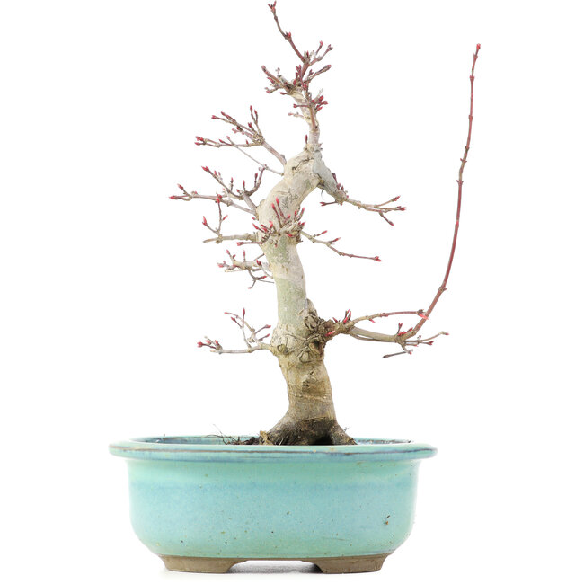 Acer palmatum Deshojo, 22 cm, ± 15 jaar oud