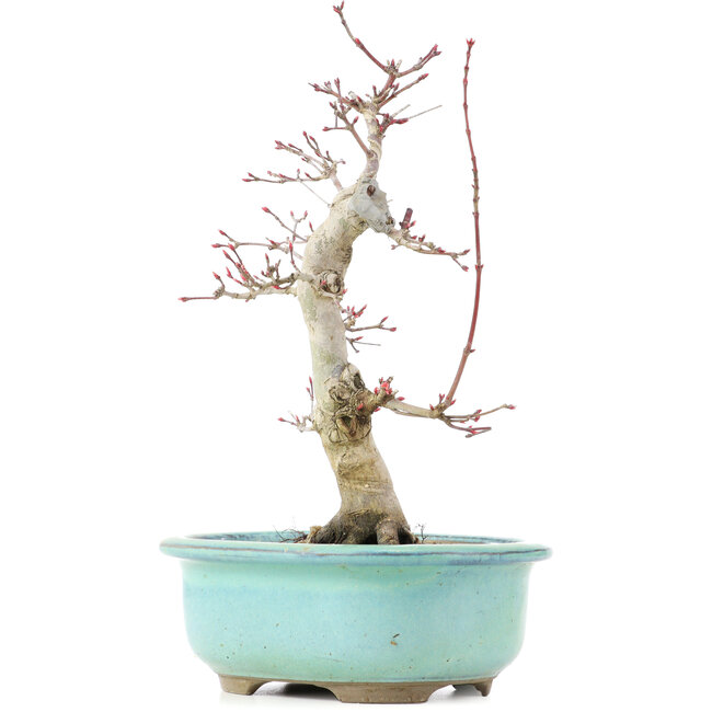 Acer palmatum Deshojo, 22 cm, ± 15 ans