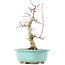 Acer palmatum Deshojo, 22 cm, ± 15 anni