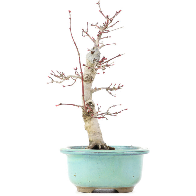 Acer palmatum Deshojo, 22 cm, ± 15 jaar oud