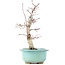 Acer palmatum Deshojo, 22 cm, ± 15 anni