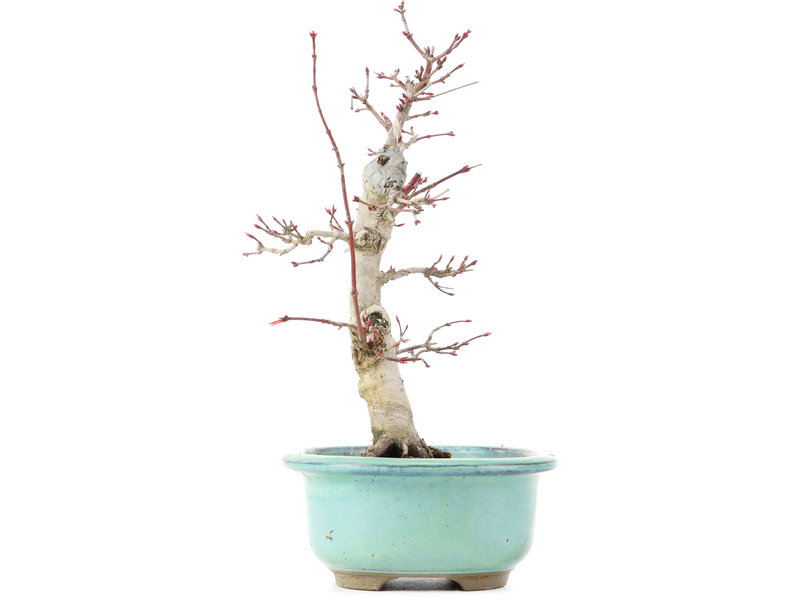 Acer palmatum Deshojo, 22 cm, ± 15 jaar oud