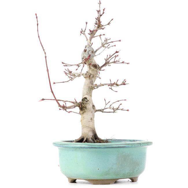 Acer palmatum Deshojo, 22 cm, ± 15 ans