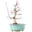 Acer palmatum Deshojo, 22 cm, ± 15 ans