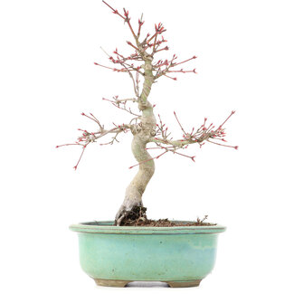 Acer palmatum Deshojo, 23 cm, ± 15 Jahre alt