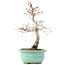 Acer palmatum Deshojo, 23 cm, ± 15 jaar oud