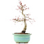 Acer palmatum Deshojo, 23 cm, ± 15 Jahre alt