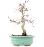 Acer palmatum Deshojo, 23 cm, ± 15 jaar oud