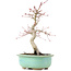 Acer palmatum Deshojo, 23 cm, ± 15 jaar oud