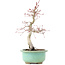 Acer palmatum Deshojo, 23 cm, ± 15 jaar oud