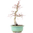 Acer palmatum Deshojo, 23 cm, ± 15 Jahre alt