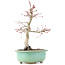 Acer palmatum Deshojo, 23 cm, ± 15 jaar oud