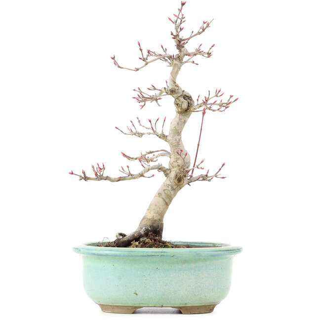 Acer palmatum Deshojo, 25 cm, ± 15 Jahre alt
