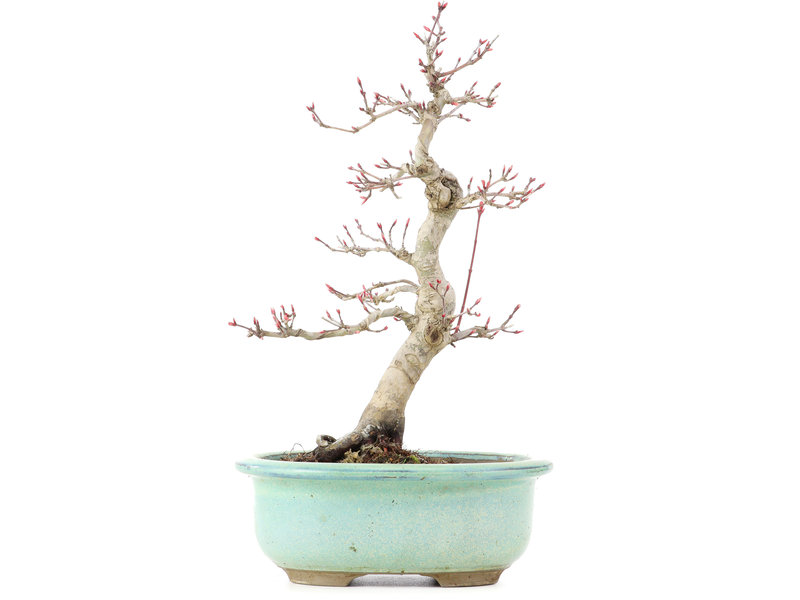 Acer palmatum Deshojo, 25 cm, ± 15 jaar oud