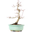 Acer palmatum Deshojo, 25 cm, ± 15 anni
