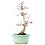 Acer palmatum Deshojo, 25 cm, ± 15 ans
