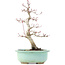 Acer palmatum Deshojo, 25 cm, ± 15 años